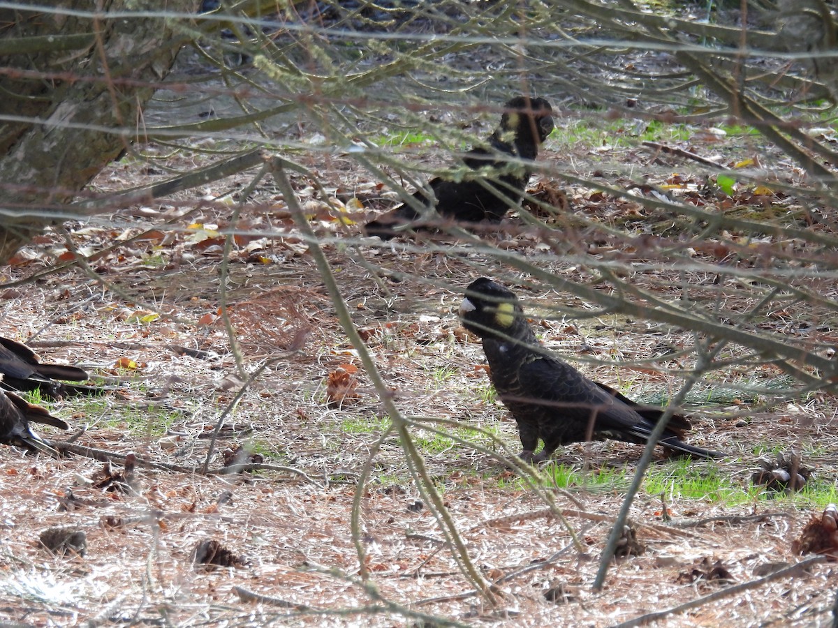 Yellow-tailed Black-Cockatoo - ML619874796