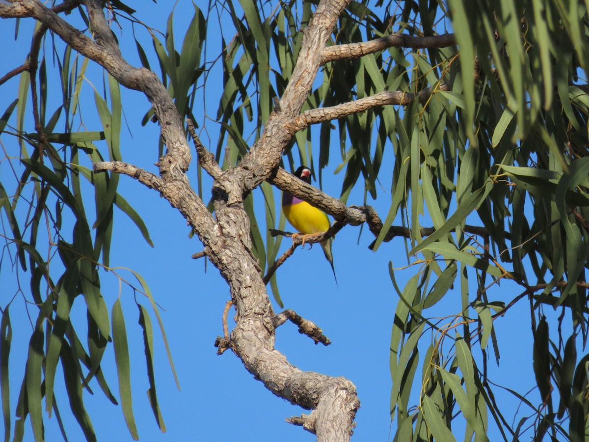 Gouldian Finch - ML619874847