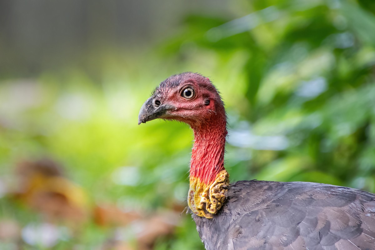 Australian Brushturkey - Romina Bauer