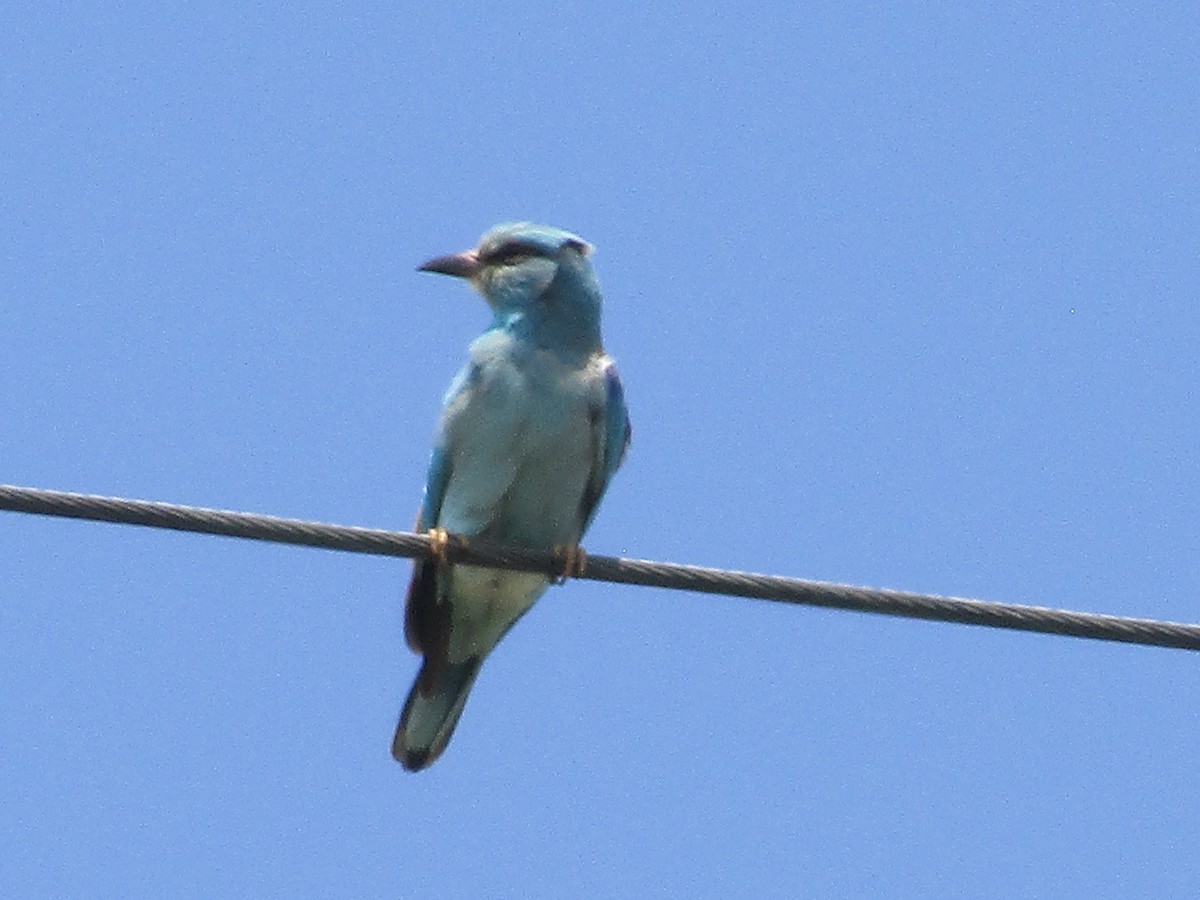 European Roller - ML619874903