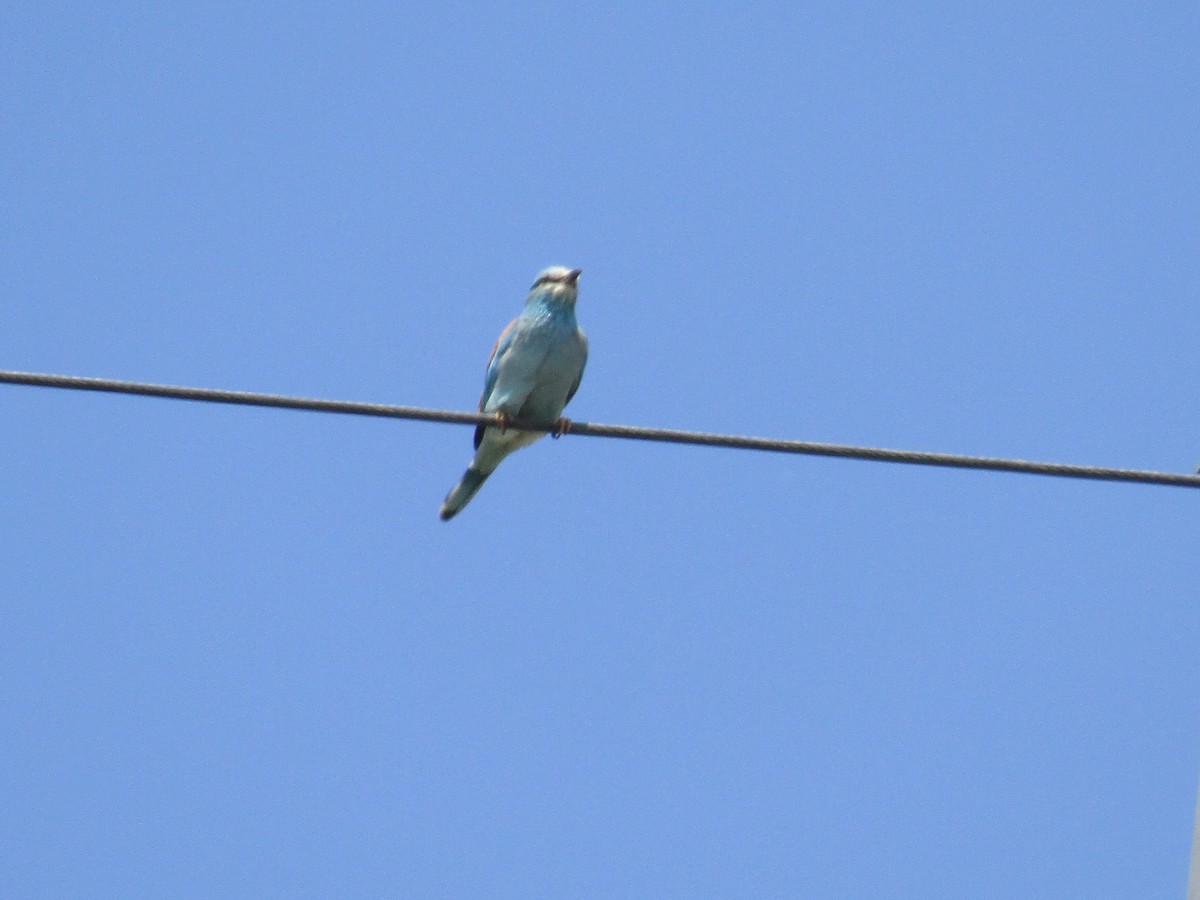 European Roller - ML619874904