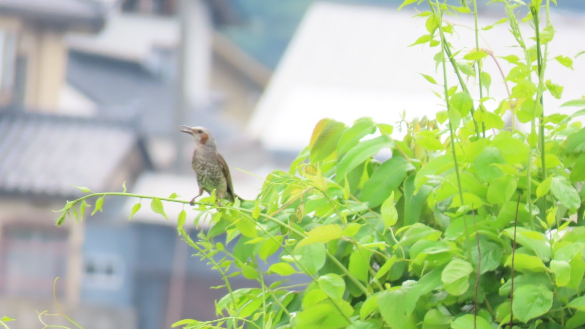 Brown-eared Bulbul - ML619874906