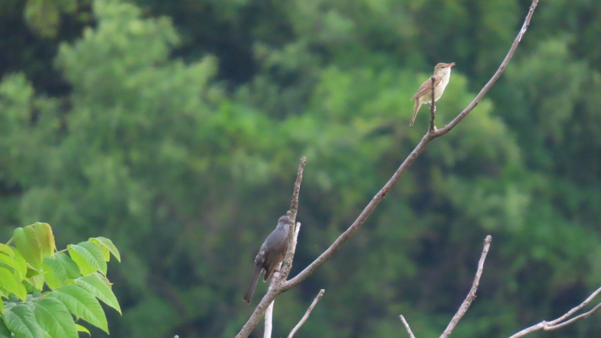 Brown-eared Bulbul - ML619874913