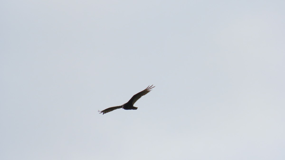 Turkey Vulture - ML619874917