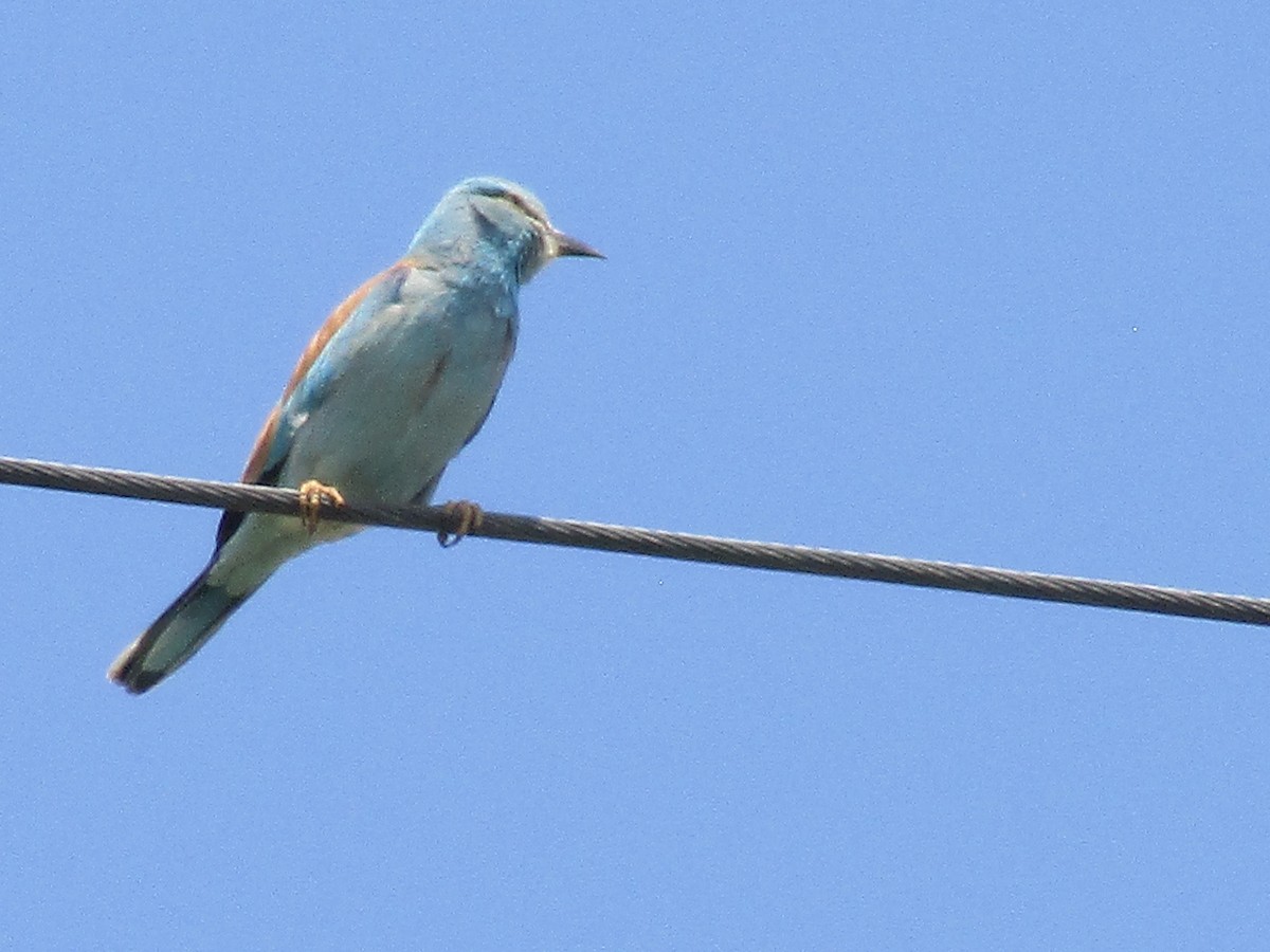 European Roller - ML619874918