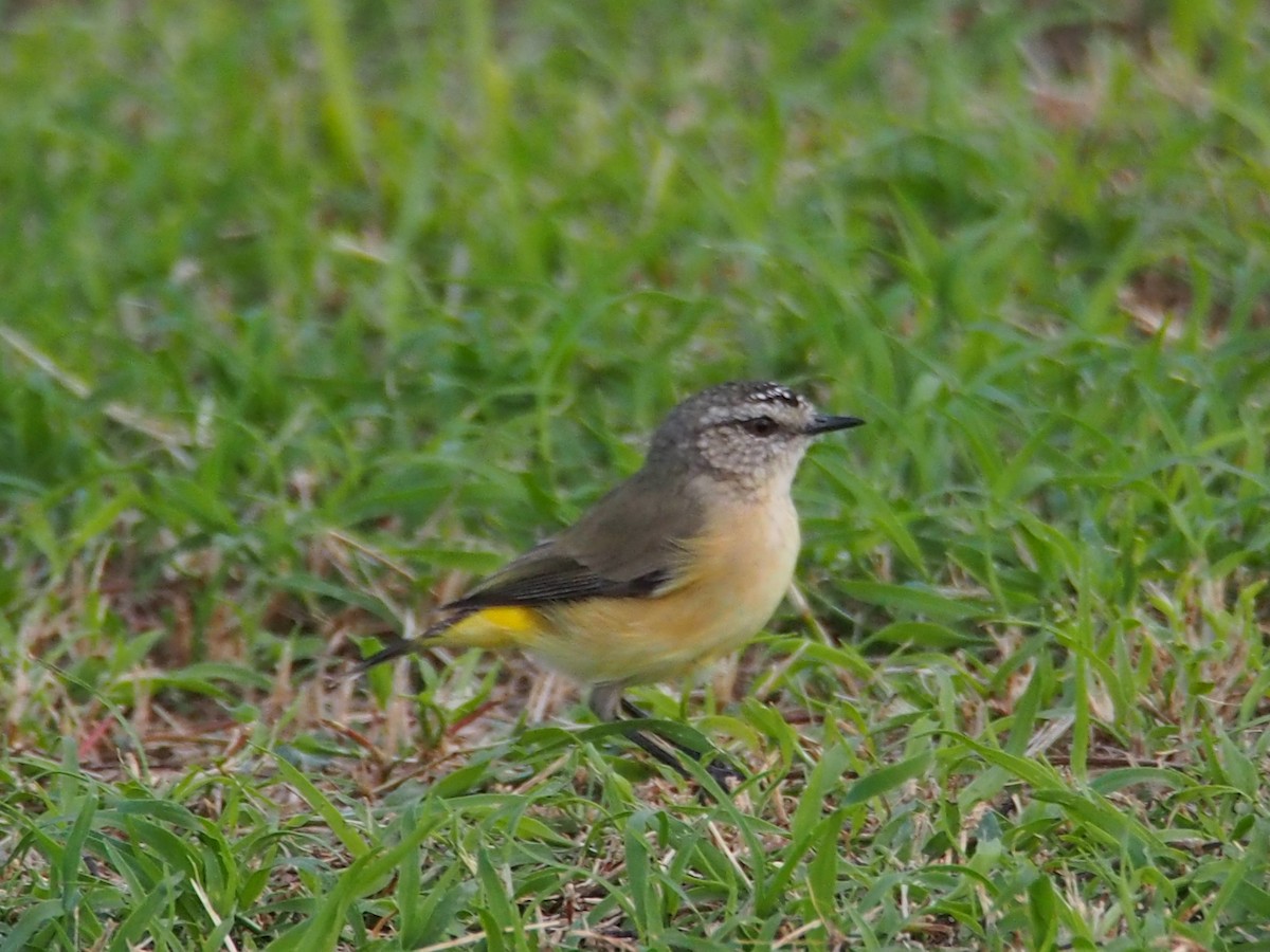 コモントゲハシムシクイ - ML619874924