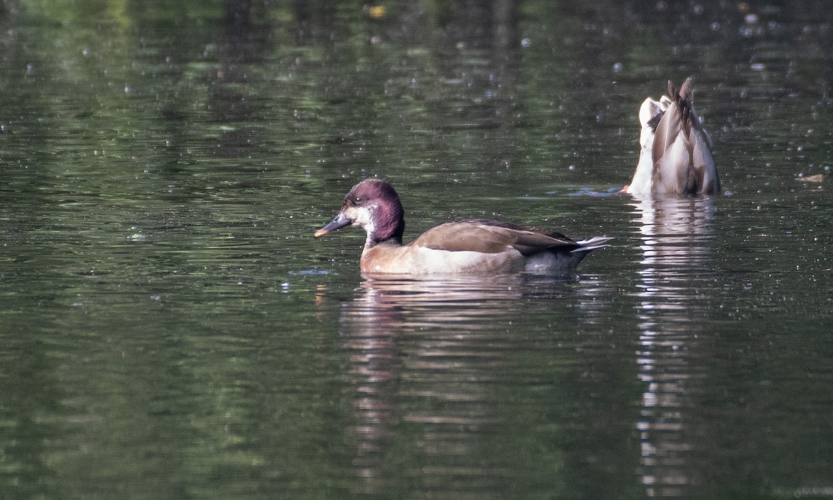 Mallard x Red-crested Pochard (hybrid) - Ed Stubbs