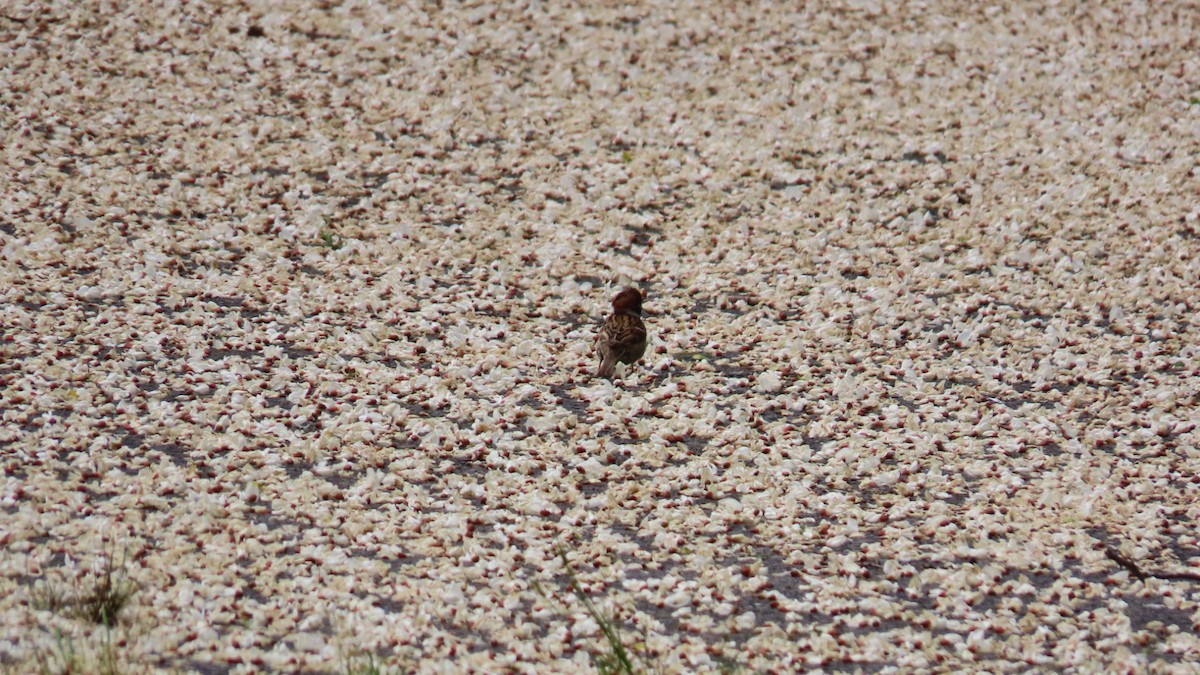 Eurasian Tree Sparrow - ML619874954