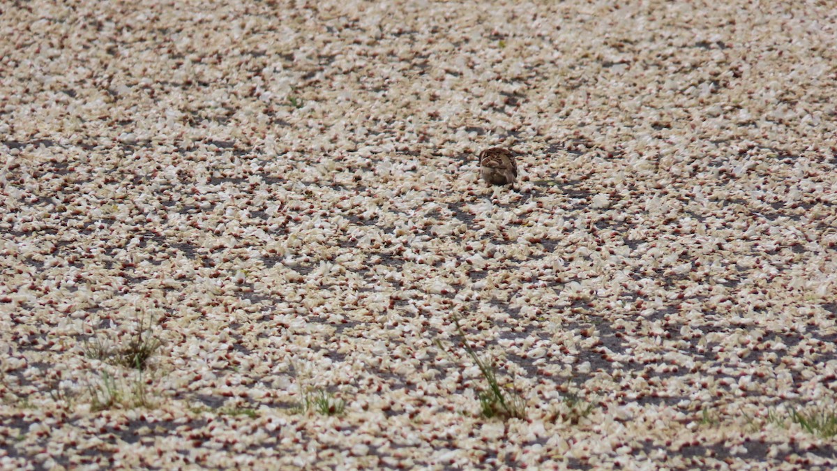 Eurasian Tree Sparrow - ML619874960