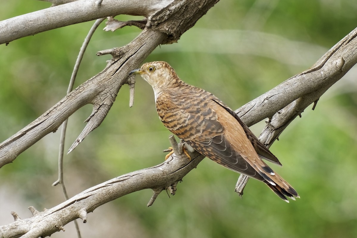Common Cuckoo - ML619874976