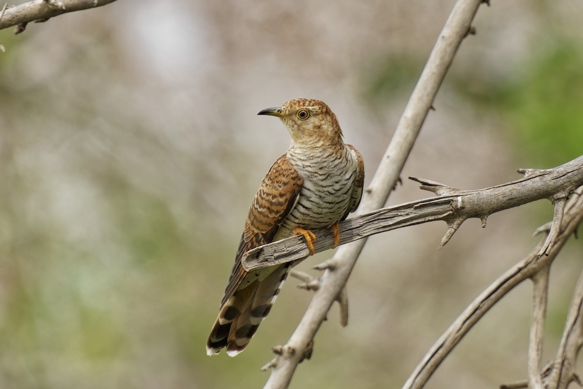 Common Cuckoo - ML619874983