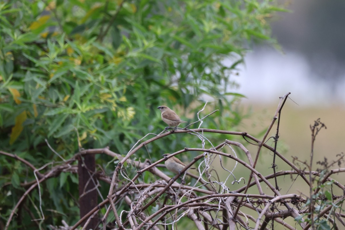 Scaly-breasted Munia - ML619874986