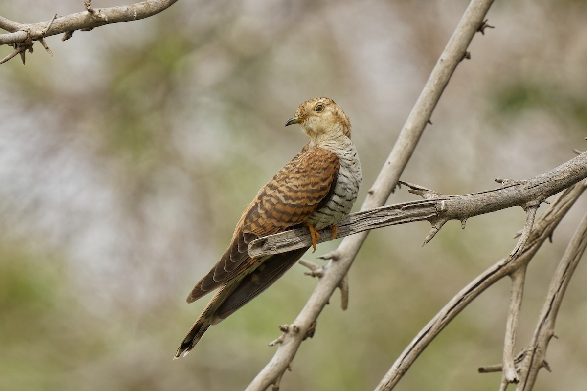 Common Cuckoo - ML619874994