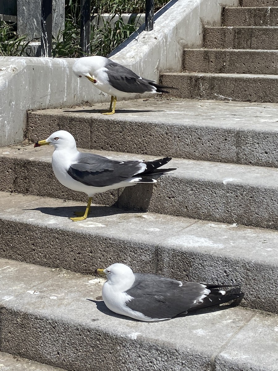 Black-tailed Gull - ML619875012