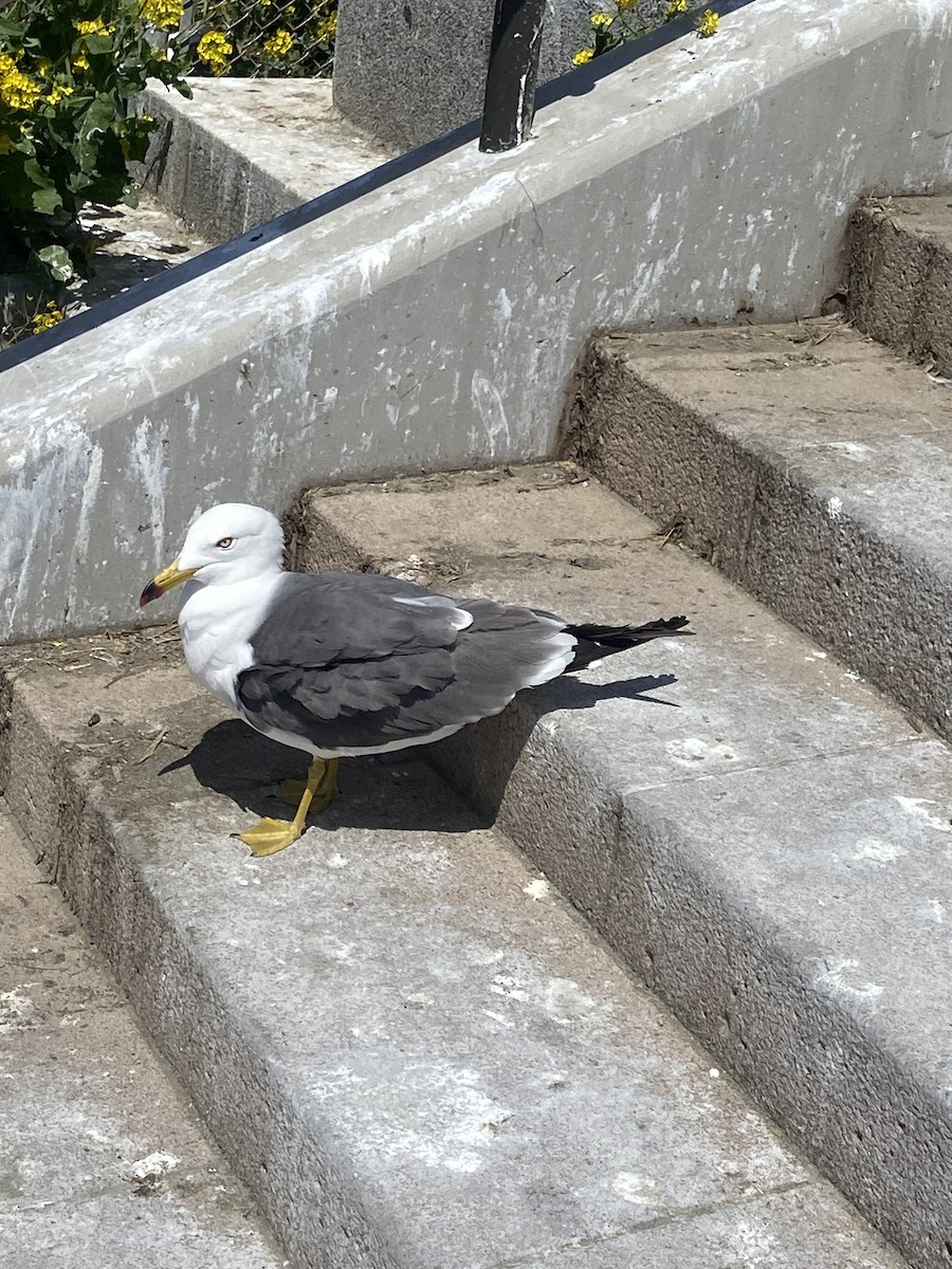 Black-tailed Gull - ML619875013