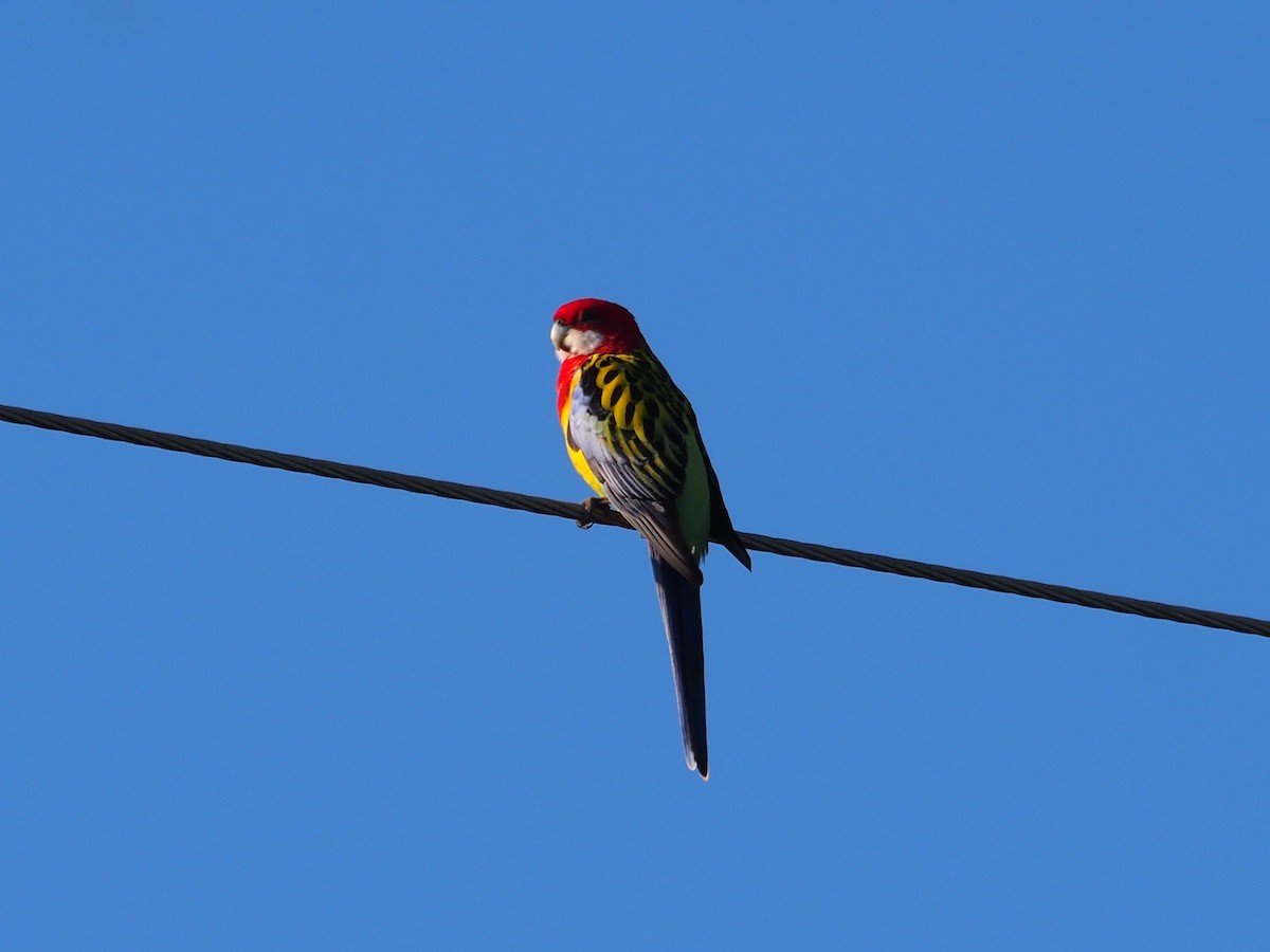 ナナクサインコ - ML619875021