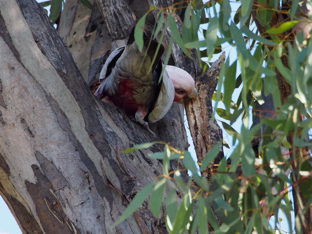 モモイロインコ - ML619875073