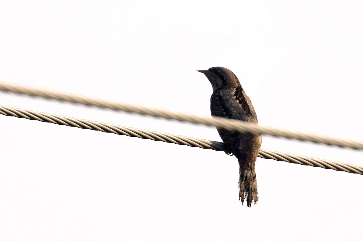 Eurasian Wryneck - ML619875080