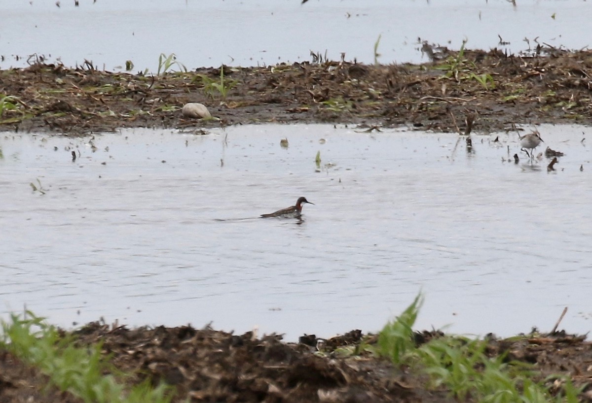 Red-necked Phalarope - ML619875089