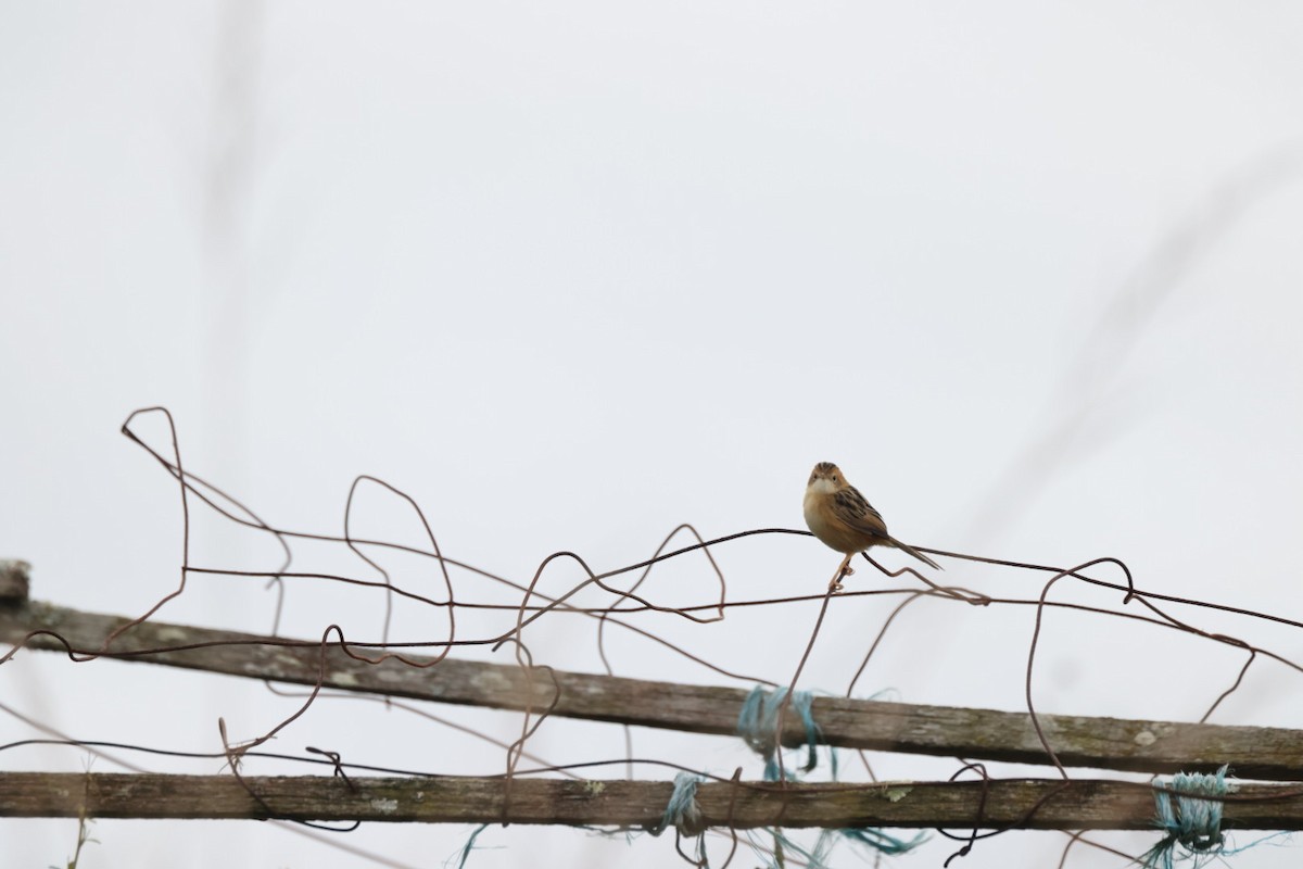 Golden-headed Cisticola - ML619875109