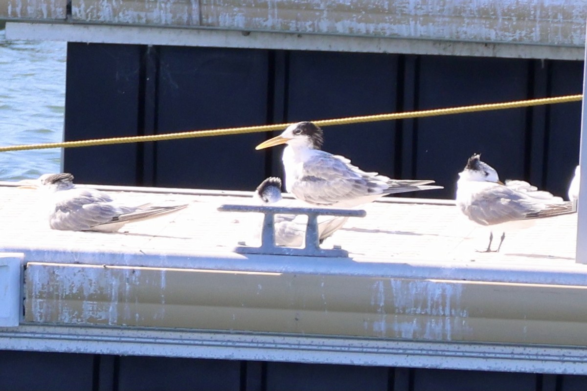 Great Crested Tern - ML619875149