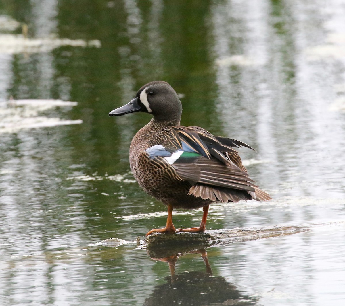 Blue-winged Teal - ML619875152