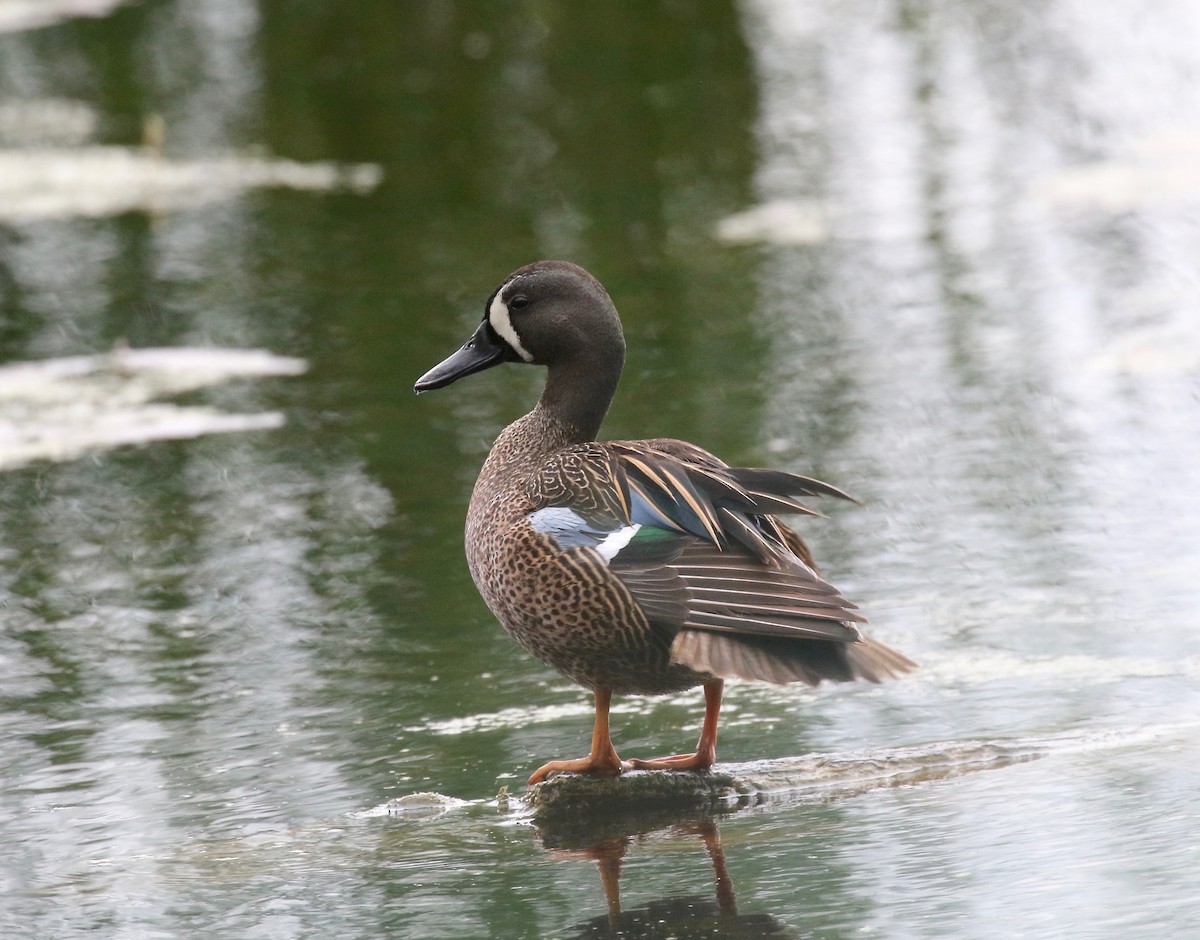 Blue-winged Teal - ML619875153