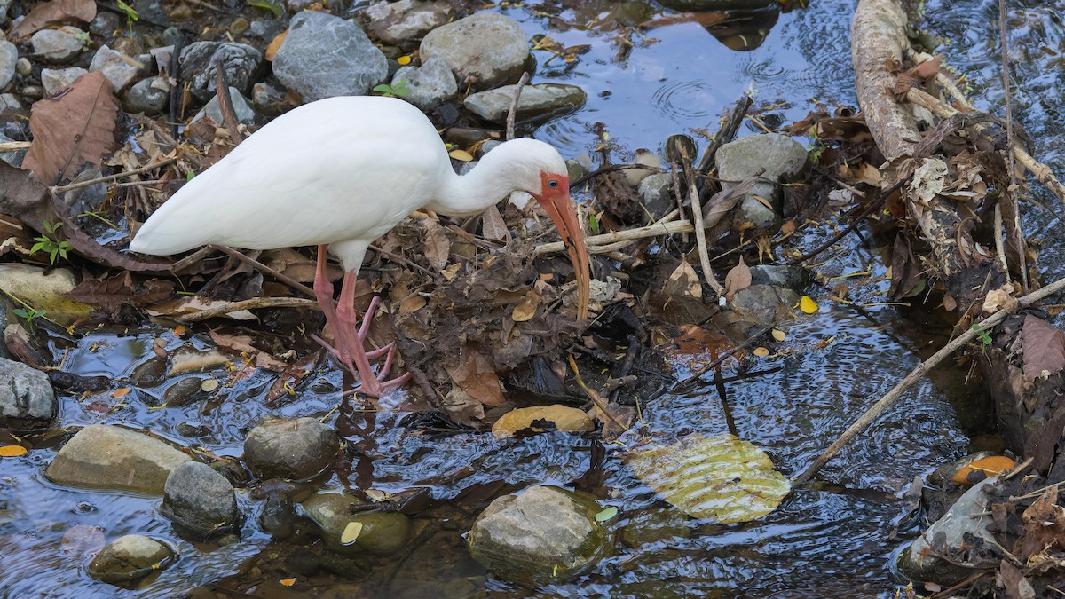 Ibis blanc - ML619875171