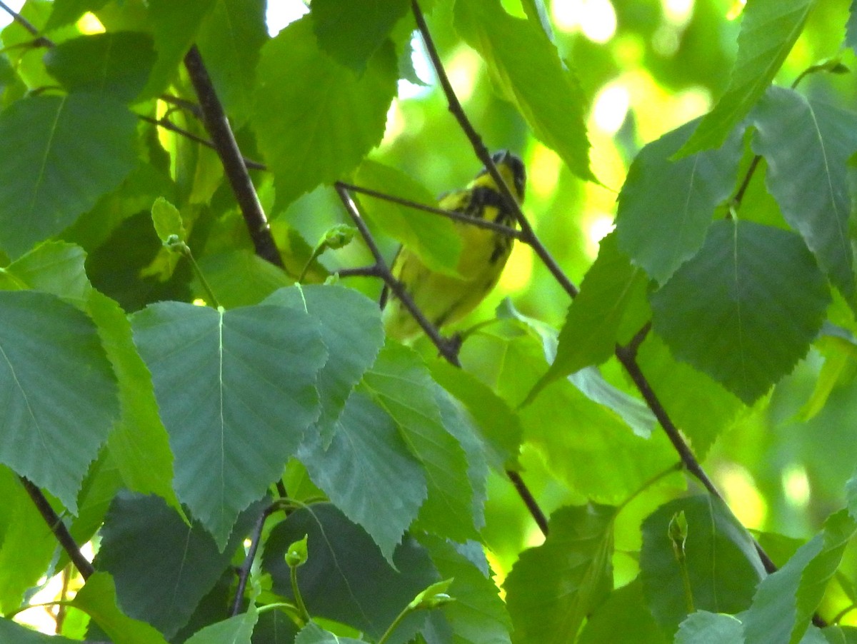 Magnolia Warbler - ML619875181