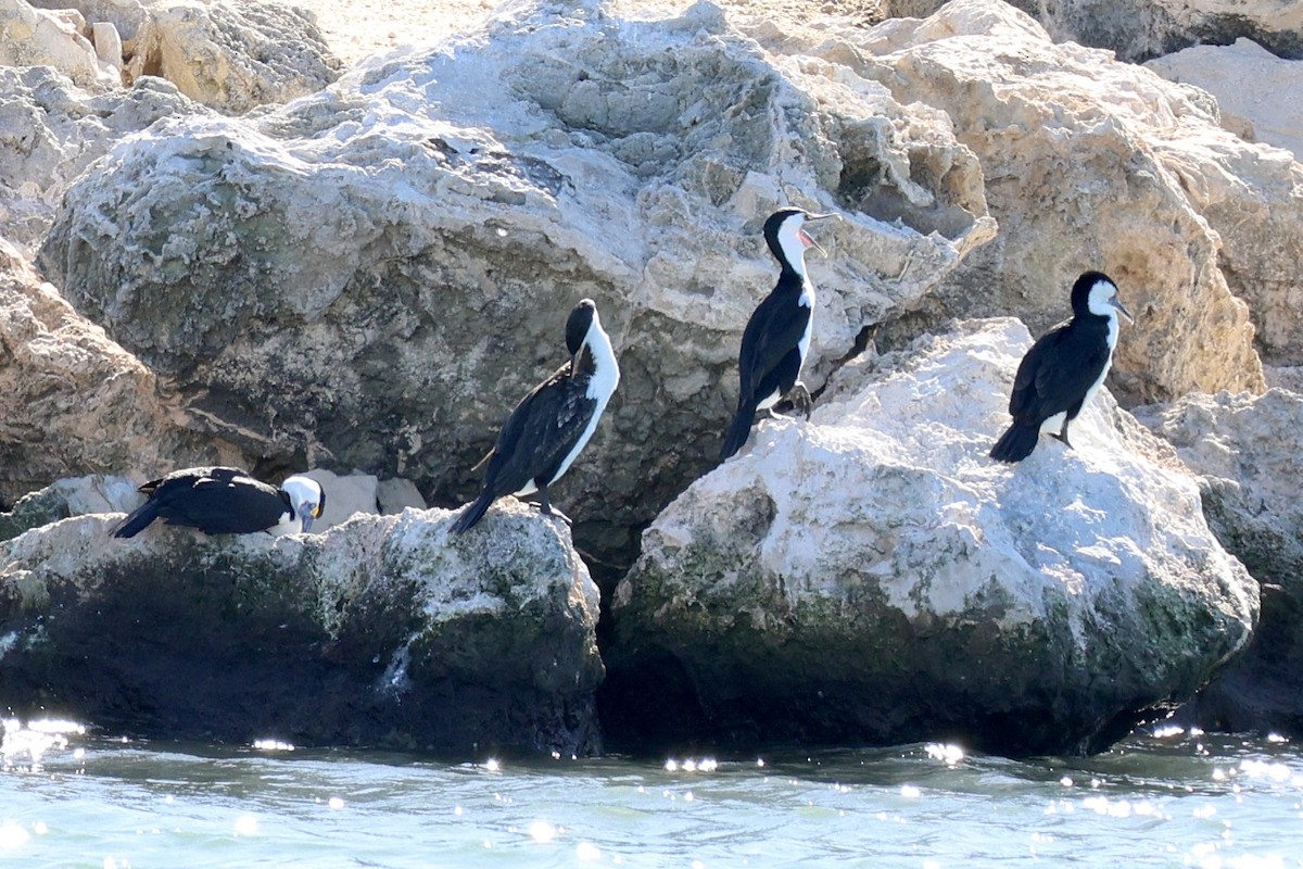 Pied Cormorant - ML619875183