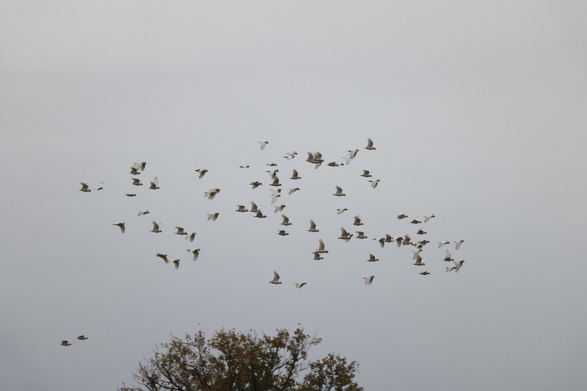 Long-billed Corella - ML619875188