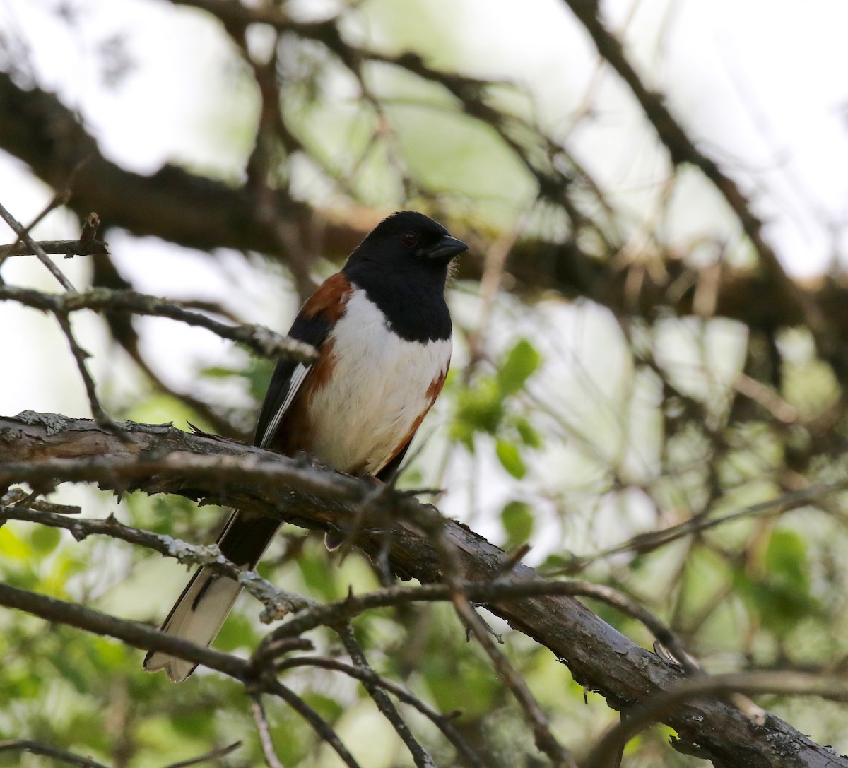 Eastern Towhee - ML619875223