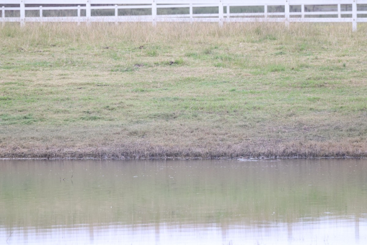 Black-fronted Dotterel - ML619875242