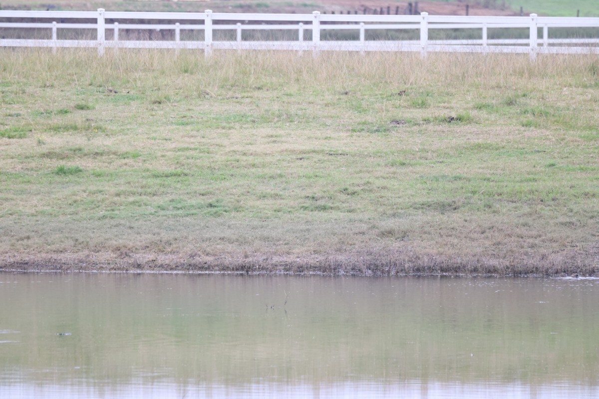 Black-fronted Dotterel - ML619875249