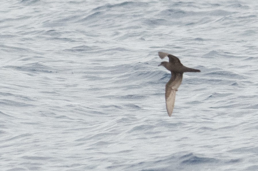 Bulwer's Petrel - ML619875272