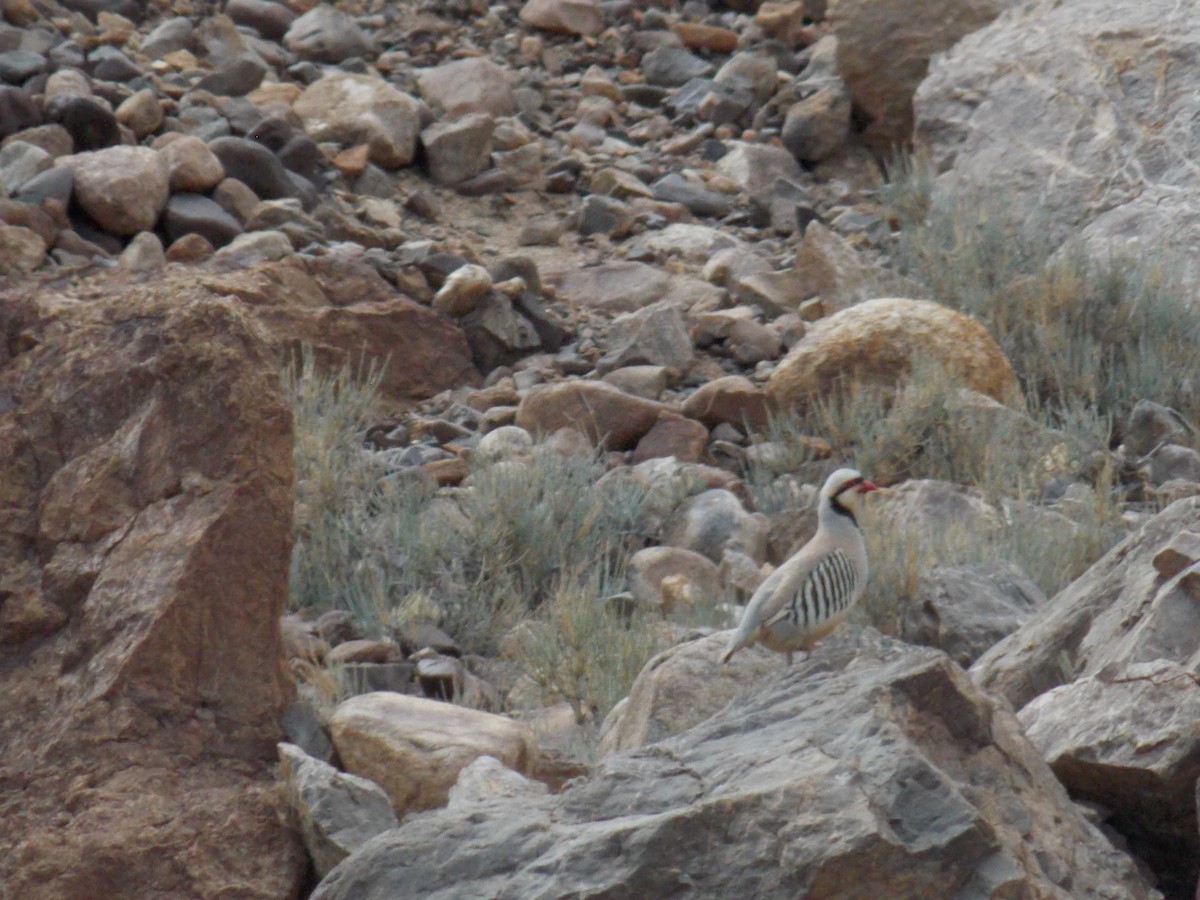 Chukar - ML619875299