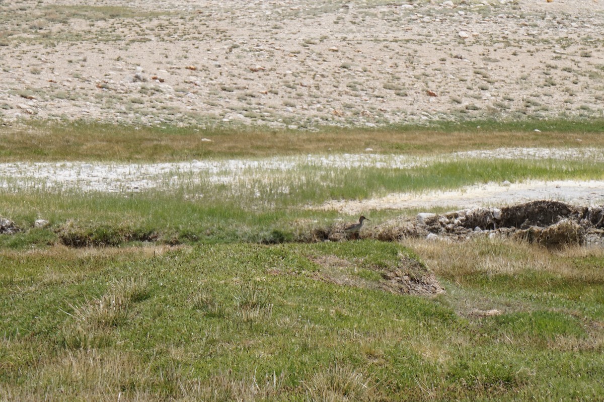 Common Redshank - ML619875306