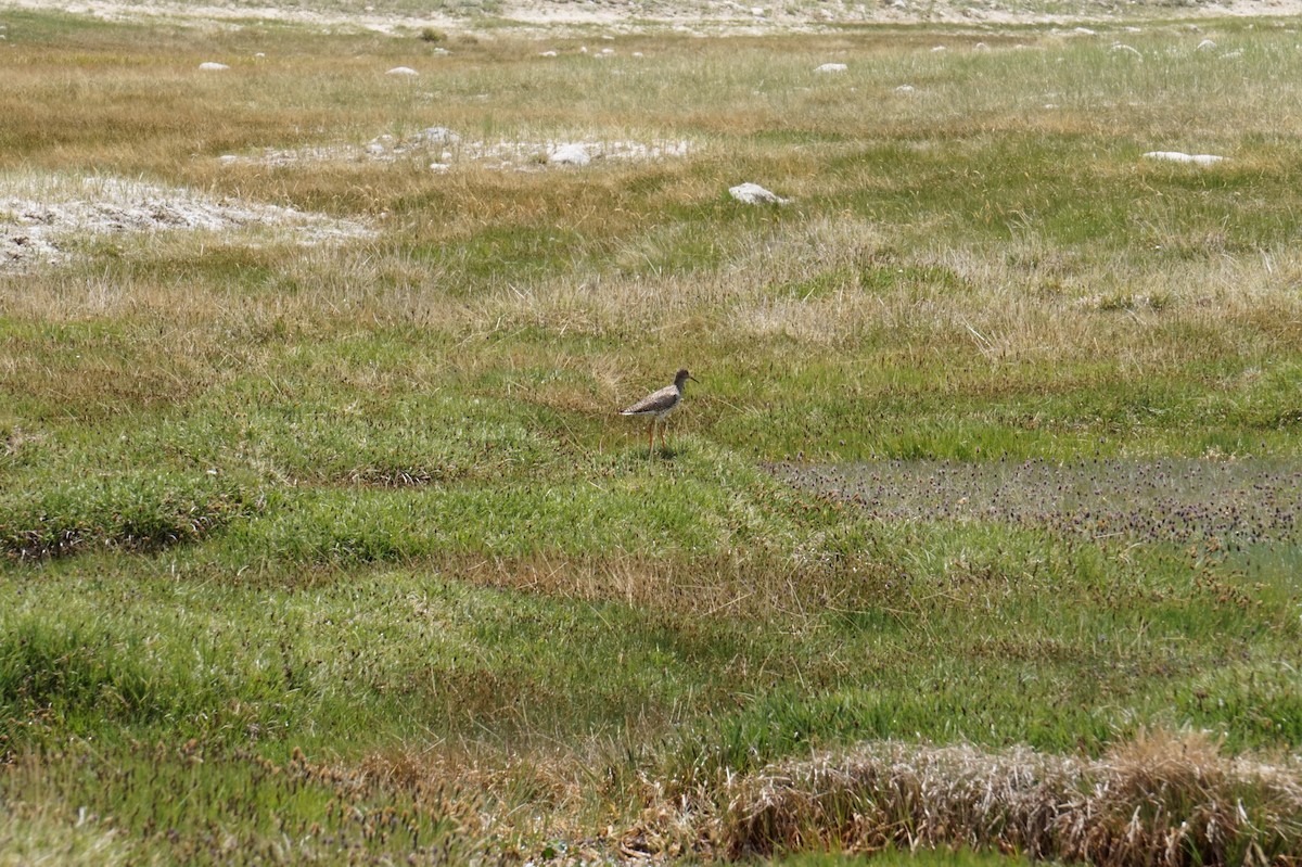 Common Redshank - ML619875307