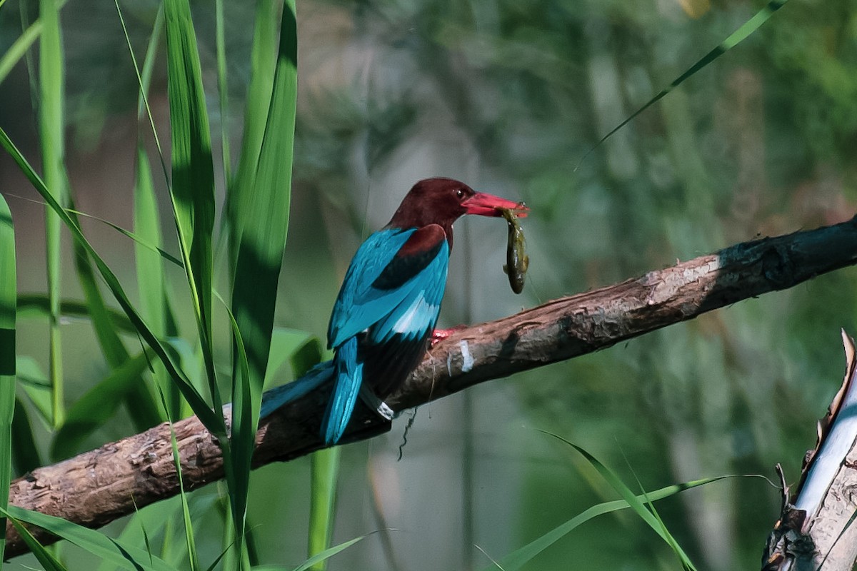 White-throated Kingfisher - ML619875312