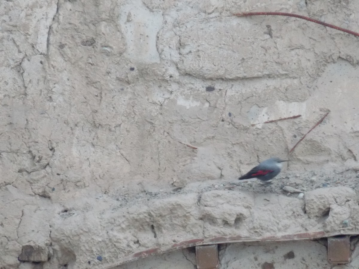 Wallcreeper - ML619875313