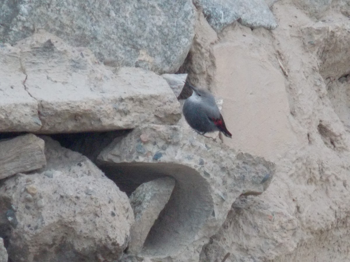 Wallcreeper - Daler Kaziev