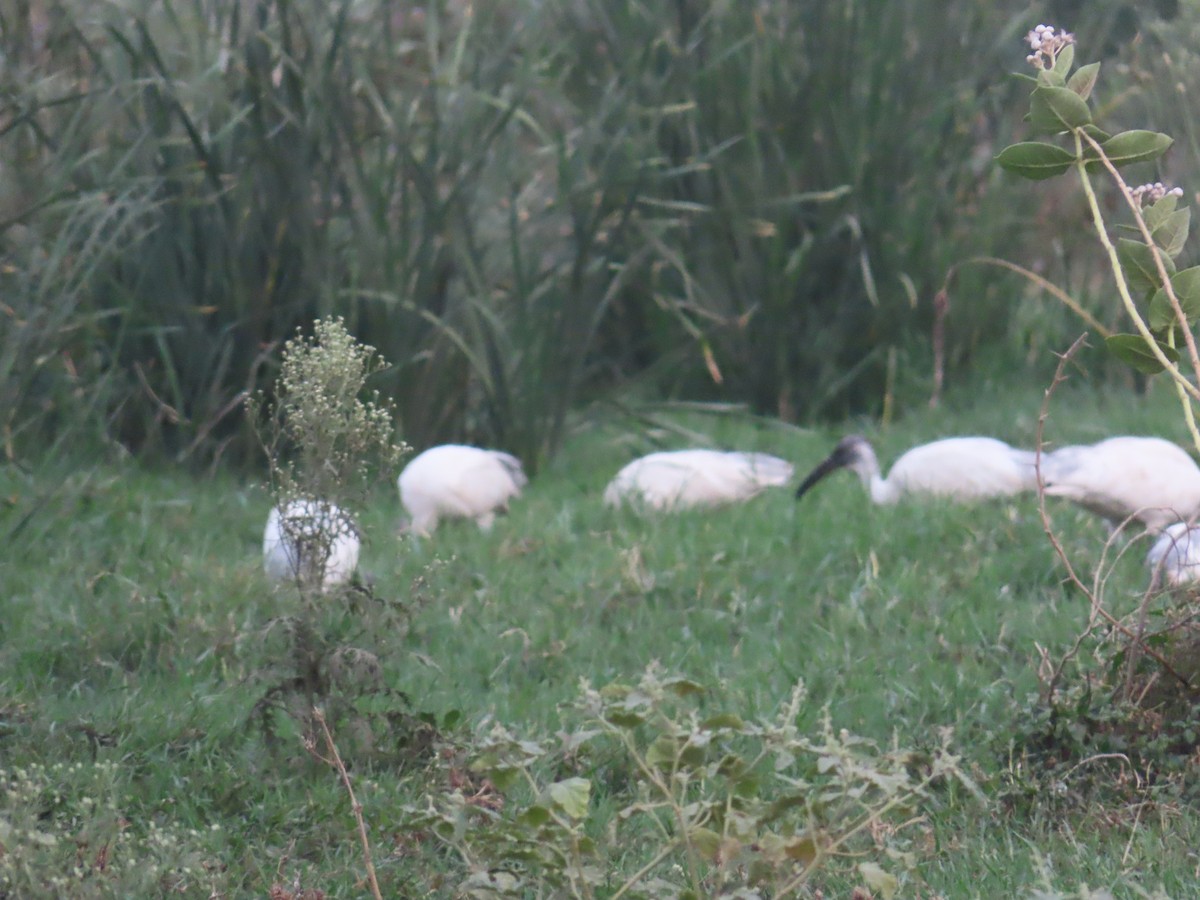 Black-headed Ibis - ML619875326