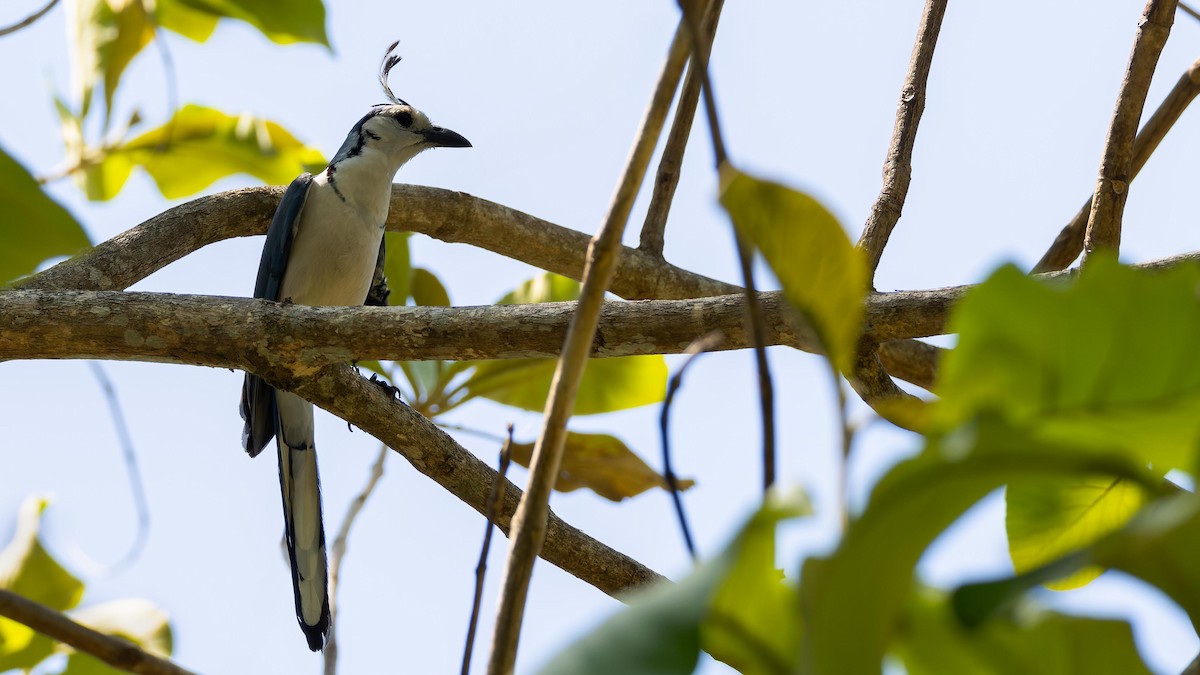 White-throated Magpie-Jay - ML619875330