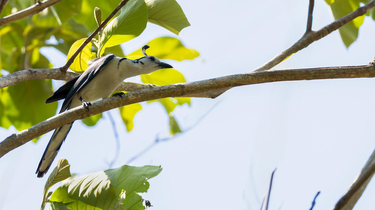 White-throated Magpie-Jay - ML619875331