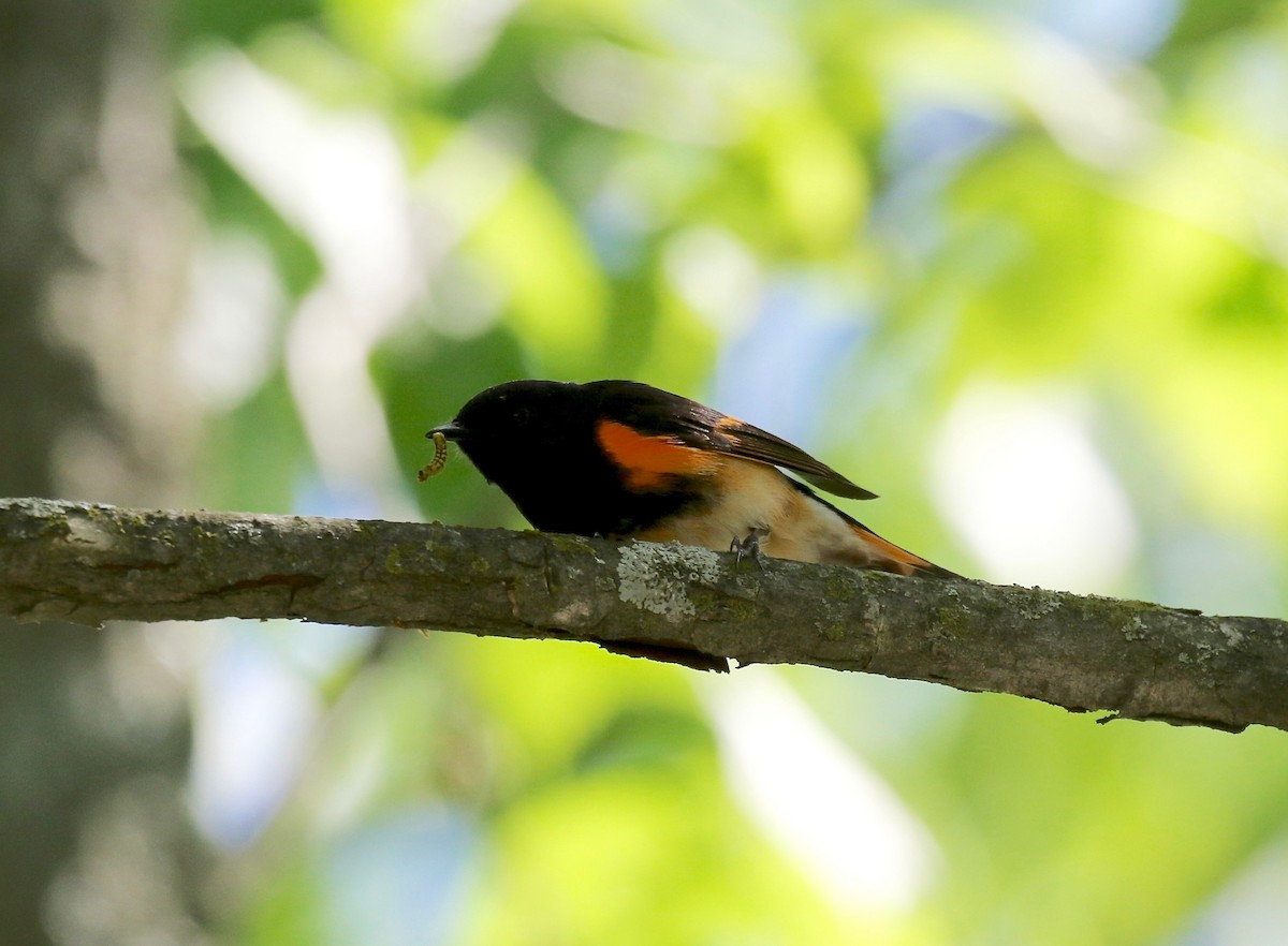 American Redstart - ML619875332