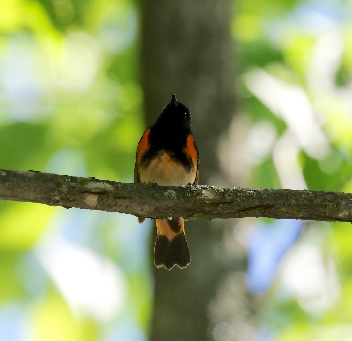 American Redstart - ML619875333