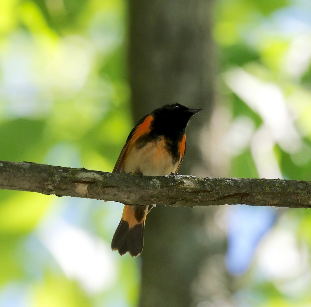 American Redstart - ML619875334