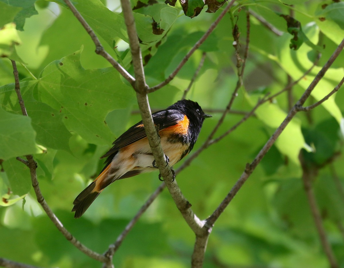 American Redstart - ML619875335