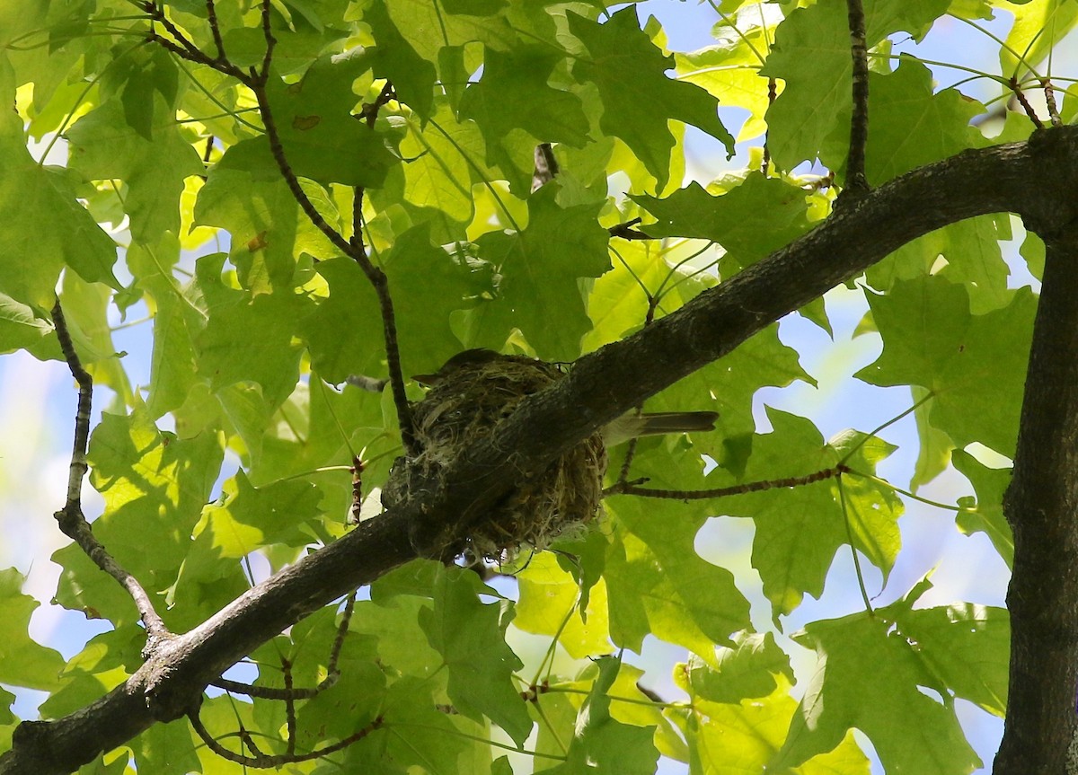 Least Flycatcher - ML619875338