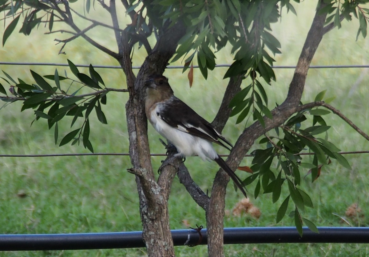 ノドグロモズガラス - ML619875341